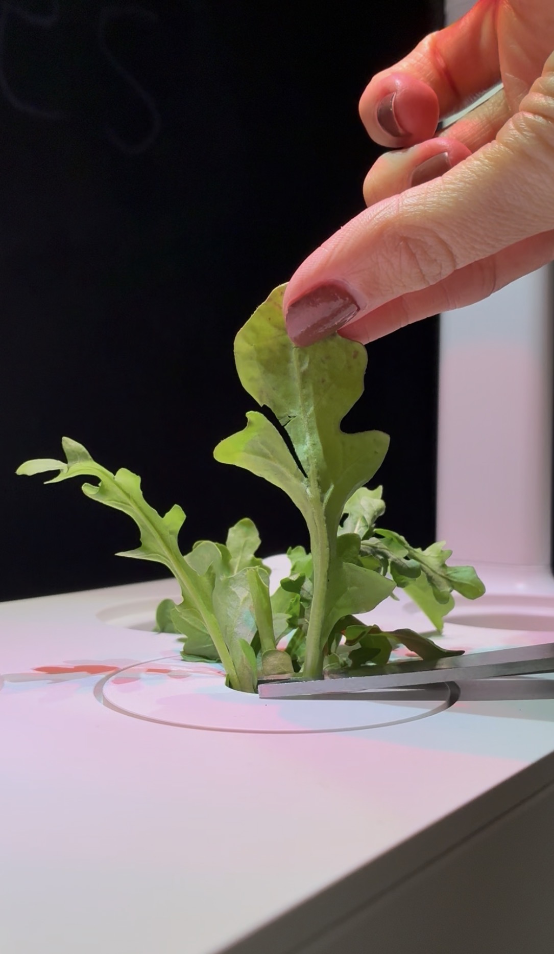 Harvesting Arugula from LKA C&G Smart Gardens
