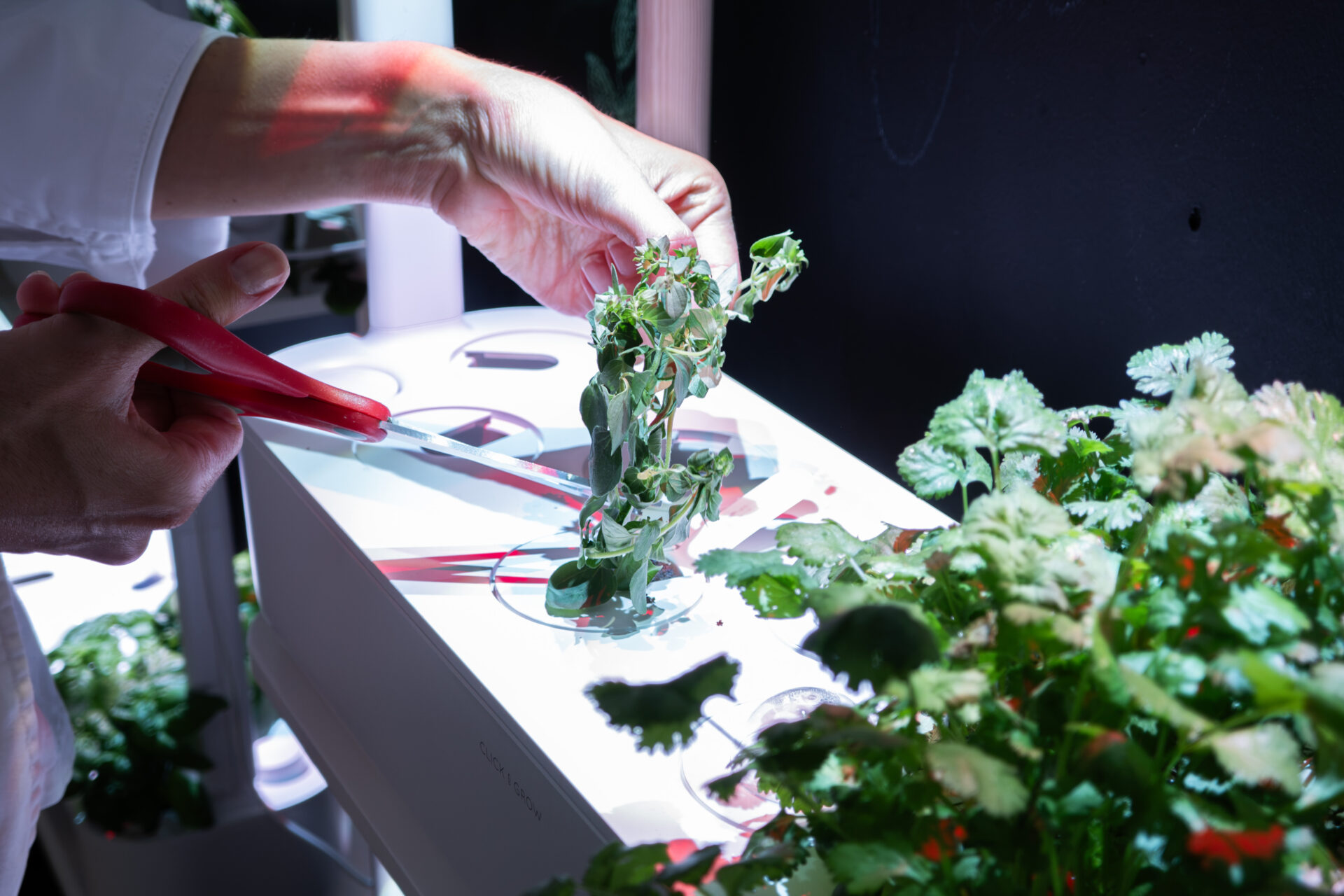 Snipping fresh oregano for herb and carrot twists